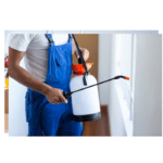 “The Essentials of Pest Control Services: A Shield for Your Home”