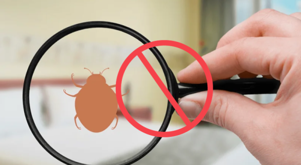 Bed Bug Pest Control Services in Bangalore