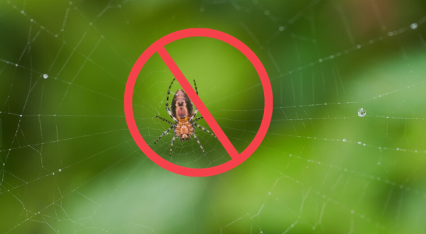 Spider Removal for Home