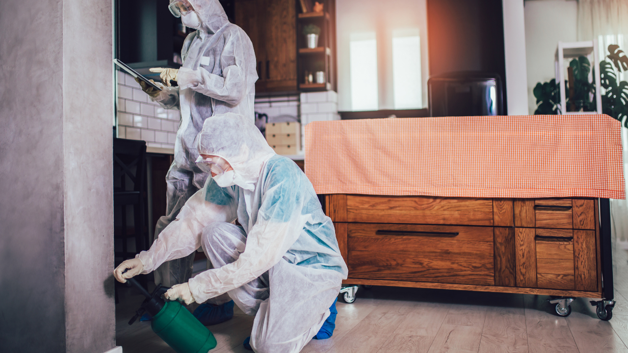 Why Regular Pest Control is Essential for Your Family’s Health
