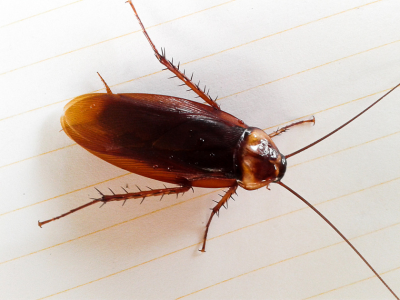 Cockroach Control